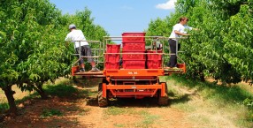 Agroprodukt - Pula